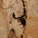 Scorpiones U Pecini